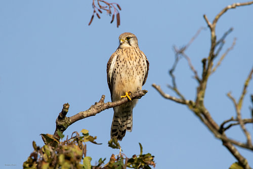 Turmfalke