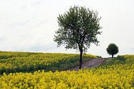 Rapsfeld und Bäume im Frühling bei Bad Neustadt von Martin Flechsig Miniaturansicht