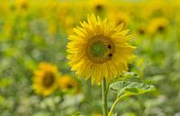 Zonnebloem