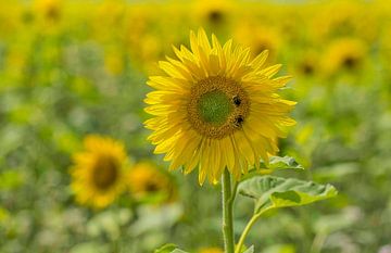 Tournesol sur Marco Liberto