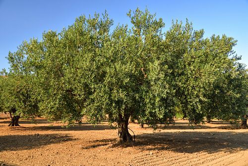 Olive trees in Sicily