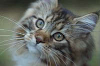Katze