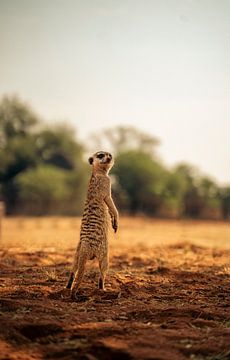 Stokstaart in de Kalahari van Namibië, Afrika van Patrick Groß