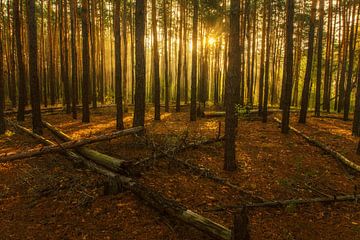 sunny morning in the forest by Mykhailo Sherman