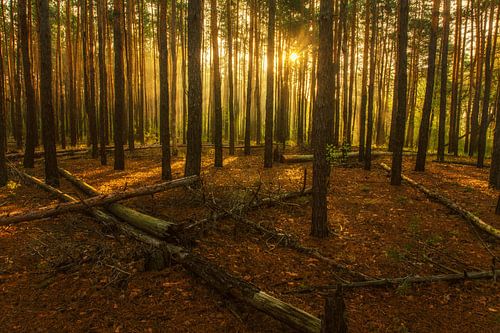 sunny morning in the forest