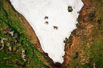 Gämse im Schnee