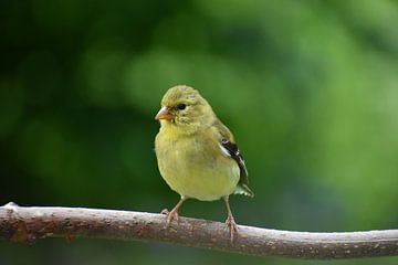 A goldfinch in the garden by Claude Laprise