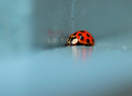 lieveheerbeestje..