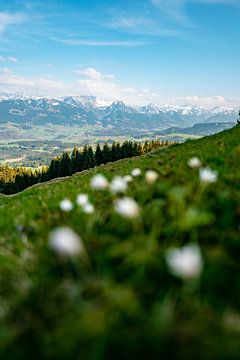 Krokussen in het voorjaar op de Hörner bergketen in Allgäu van Leo Schindzielorz