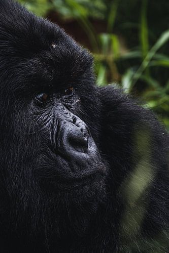 In het hart van de jungle – De gorilla’s van Oeganda