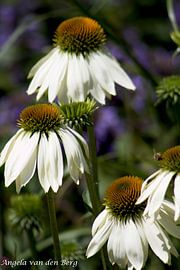 Flowers, natural