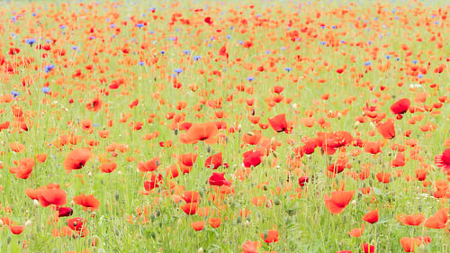 A magnificent field of poppies