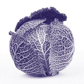 Purple cabbage by STUDIO7005 .nl