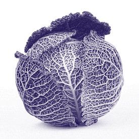 Purple cabbage by STUDIO7005 .nl