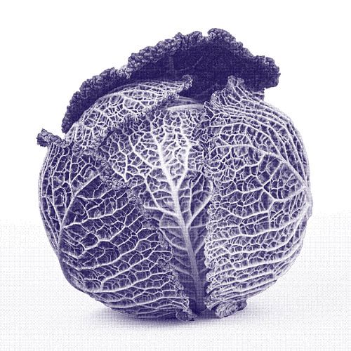 Purple cabbage