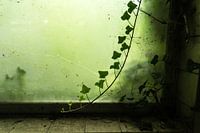 Urbex vervallen raam met tak klimop