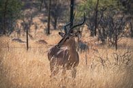 Impala-antilope in Etosha Nationaal Park, Namibië Afrika van Patrick Groß thumbnail