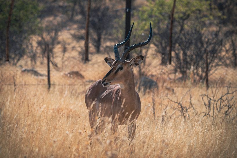 Impala-antilope in Etosha Nationaal Park, Namibië Afrika van Patrick Groß