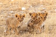 Drie leeuwenwelpjes kijkend in de camera van Simone Janssen thumbnail