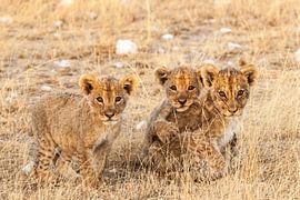 Trois lionceaux regardant dans la caméra