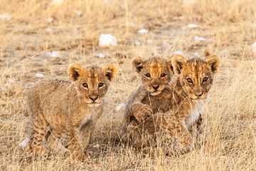 Trois lionceaux regardant dans la caméra sur Simone Janssen