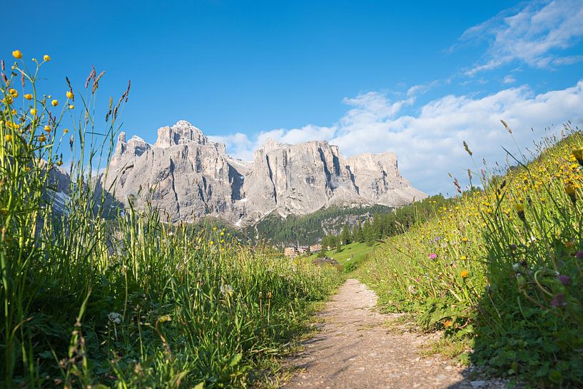 sentier à travers un champ de fleurs sauvages, dolomitiques par SusaZoom