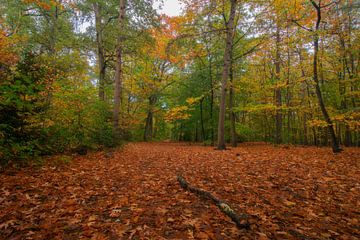 Automne sur Jan Koppelaar