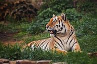 de tijger ligt imposant op smaragdgroen gras en rust, Mooie krachtige grote tijgerkat (Amoertijger)  van Michael Semenov thumbnail