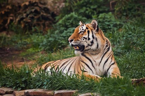 de tijger ligt imposant op smaragdgroen gras en rust, Mooie krachtige grote tijgerkat (Amoertijger) 