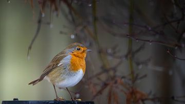 Robins by Nico  Calandra