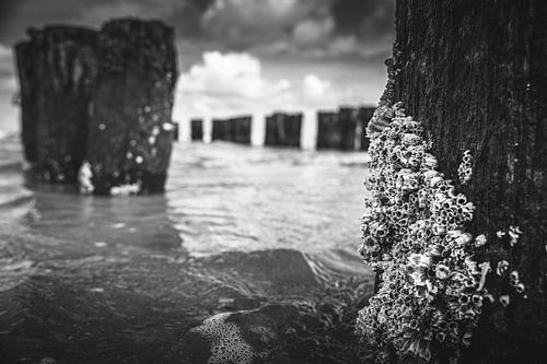 Barnacles on a wooden breakwater pole in the sea