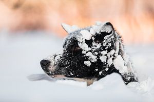 Husky sort la tête hors de la neige sur Martijn Smeets