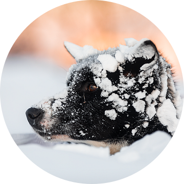 Husky steekt hoofd uit boven de sneeuw van Martijn Smeets