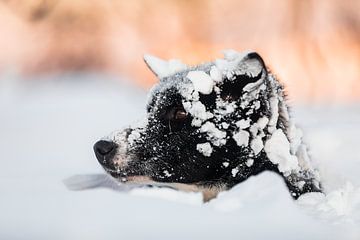 Husky steekt hoofd uit boven de sneeuw