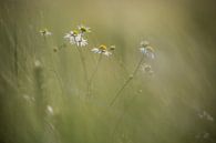 among wheat by Alain Deflou thumbnail