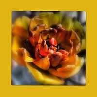 Pioen Tulp
