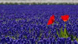 Rot-weiß-blaues Blumenzwiebelfeld mit Tulpen und blauen Trauben von Mayra Fotografie