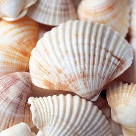 Schelpen in zacht licht van Poster Art Shop