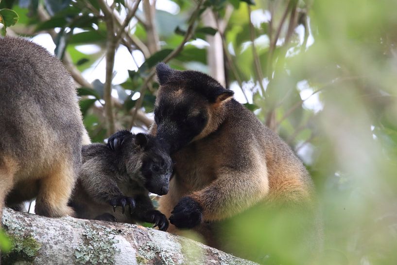 A Lumholtz's tree-kangaroo (Dendrolagus lumholtzi) cub with mother in a tree Queensland, Australia by Frank Fichtmüller