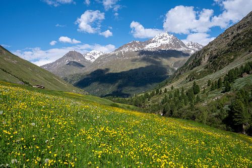 Lenteweide in de Tiroler Alpen in Austira met boterbloemen