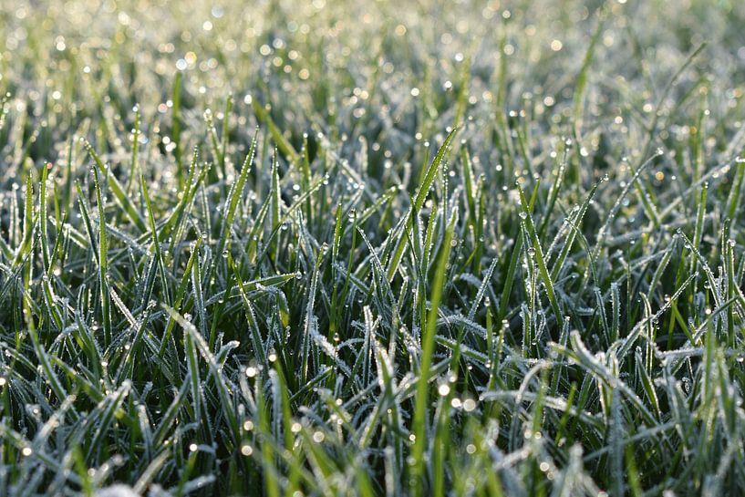 Gefrorenes Gras von Shutterbalance
