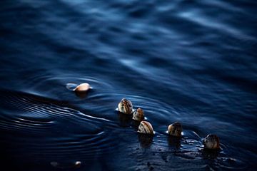 Kokkels in het water van De Slufter op Waddeneiland Texel van Phillipson Photography