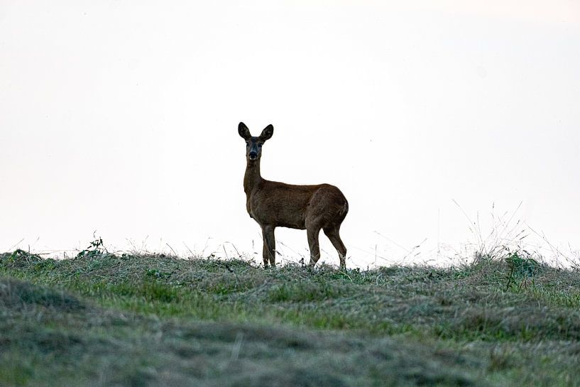 Rehwild von Maaike Krimpenfort