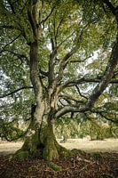 Oude koperen beuk