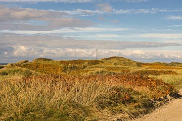 Blåvand Dünen Landschaft in Dänemark an der Nordsee von Martin Köbsch