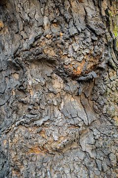 Bark by Don Fonzarelli