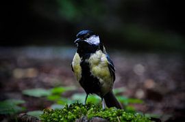 Eine Kohlmeise im Wald von Arrienne Baaij