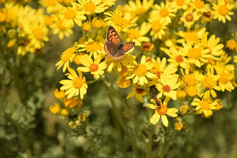 Bruine vlinder op gele bloemen van Nicolette Vermeulen