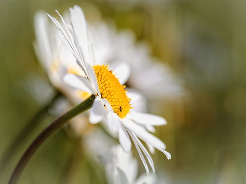 Margriet by Rob Boon