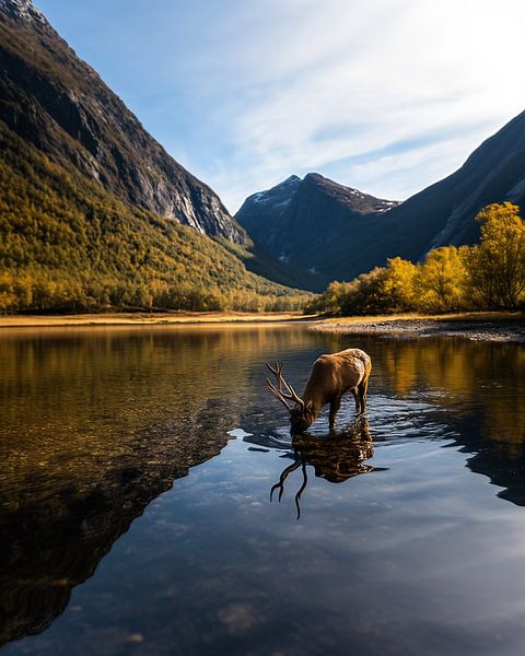 Wo die Träume fliegen von fernlichtsicht